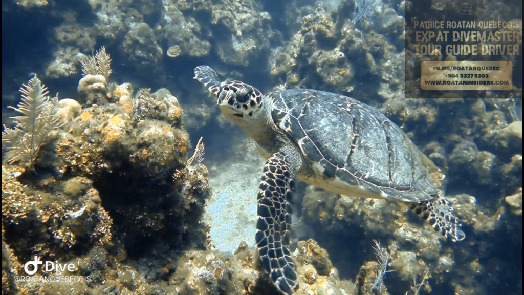 Snorkeling in West Bay on a Cruise