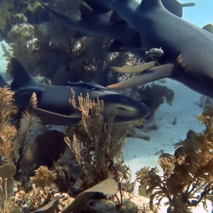 Swim with Nurse Sharks Roatan