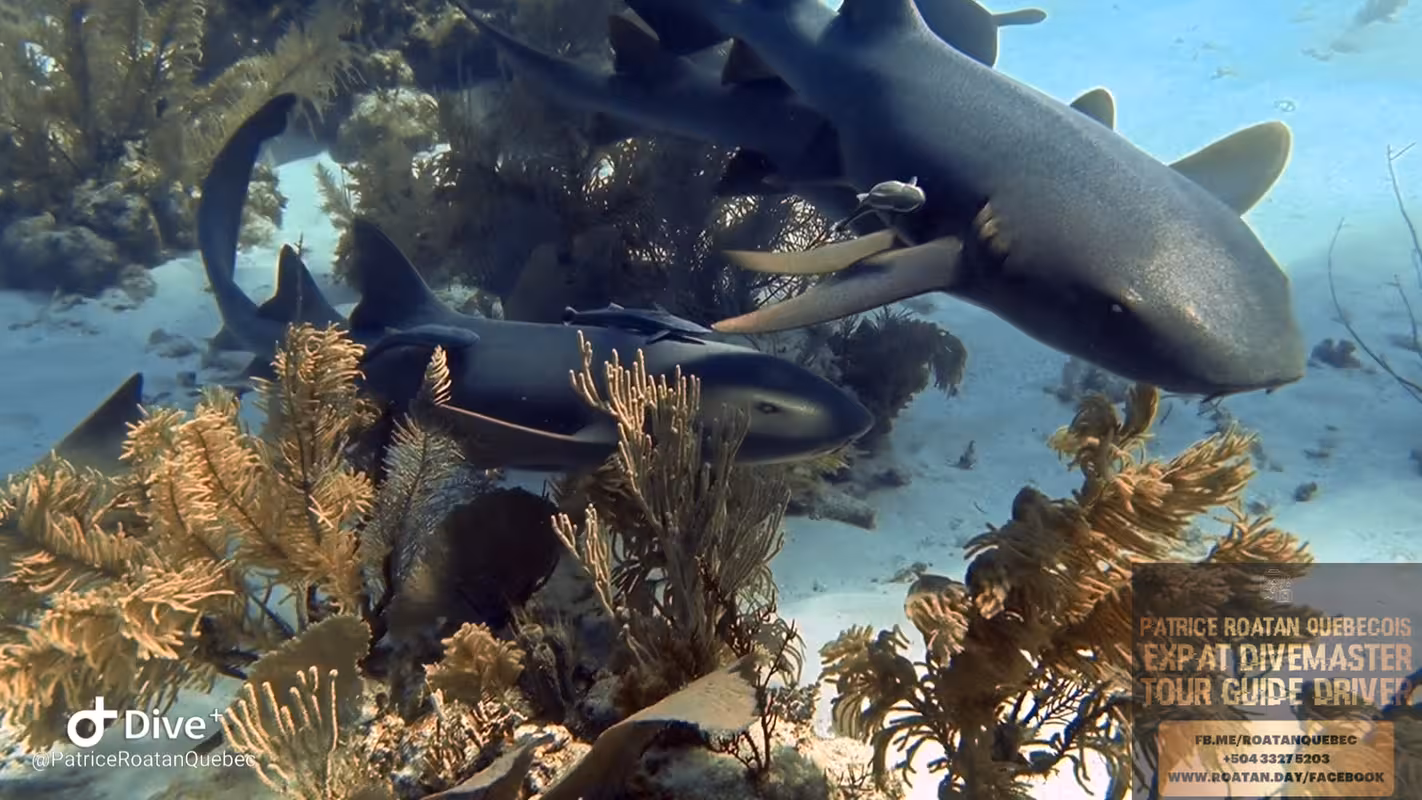 Swim with Nurse Sharks Roatan